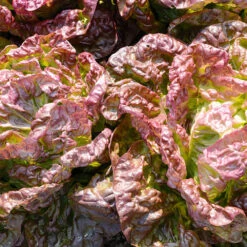 Organic Lettuce Merveille Des Quatre Saisons