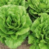 Organic Lettuce Parris Island Cos 1 Organic Lettuce Parris Island Cos -Kingsseeds Store O6039 1 56596bc2 f7df 4454 ab60 caf8aa108bb2