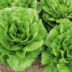 Organic Lettuce Parris Island Cos