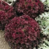 Organic Lettuce Lollo Rossa -Kingsseeds Store O6041 1 24d2b2d1 0730 4fc2 b949 a3b450043b33