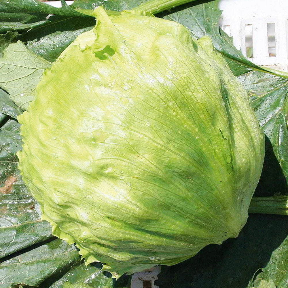 Organic Lettuce Iceberg 3 Organic Lettuce Iceberg