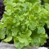 Organic Lettuce Salad Bowl Green 2 Organic Lettuce Salad Bowl Green -Kingsseeds Store O6043 1
