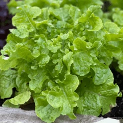 Organic Lettuce Salad Bowl Green