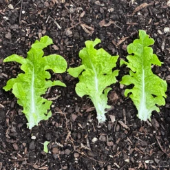 Organic Lettuce Salad Bowl Green -Kingsseeds Store O6043 3