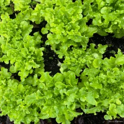 Organic Lettuce Salad Bowl Green -Kingsseeds Store O6043 4