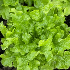 Organic Lettuce Salad Bowl Green -Kingsseeds Store O6043 5
