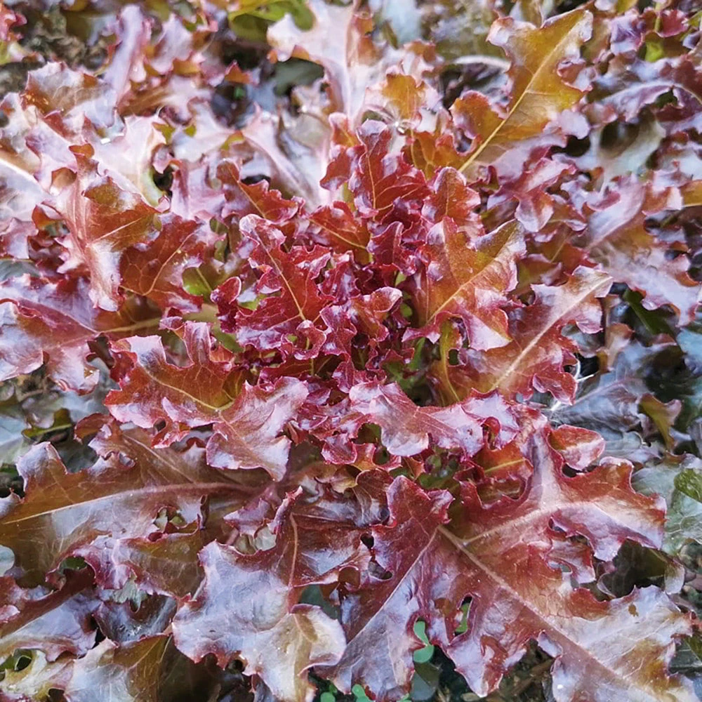 Organic Lettuce Salad Bowl Red 3 Organic Lettuce Salad Bowl Red