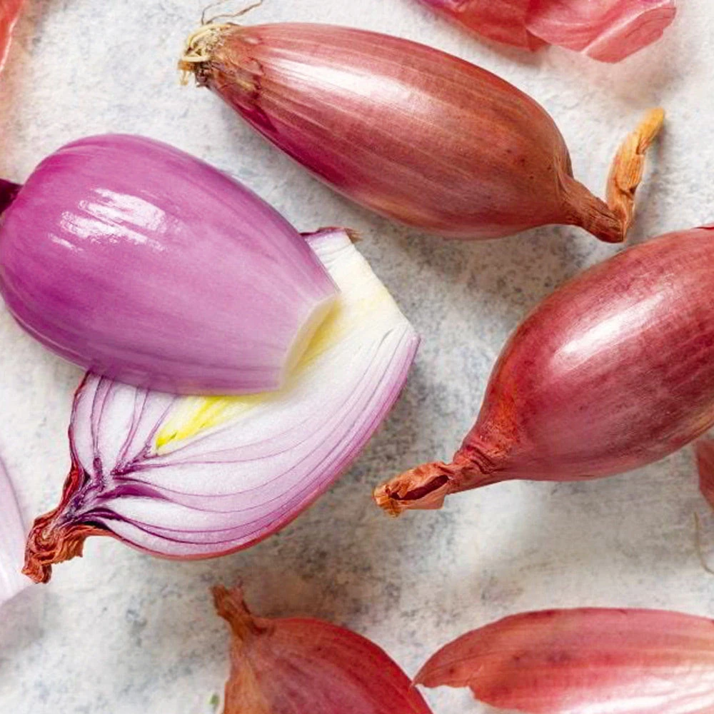 Organic Onion Florentine Red 3 Organic Onion Florentine Red