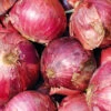 Organic Onion Red Amposta 1 Organic Onion Red Amposta -Kingsseeds Store O6048 1 1bb6b4c7 2e70 406e 98e6 8aa2164ba011
