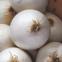 Organic Onion Walla Walla