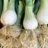 Organic Spring Onion White Lisbon -Kingsseeds Store O6052 1 aabc8b35 8319 4ff6 878e 662a962a80c4