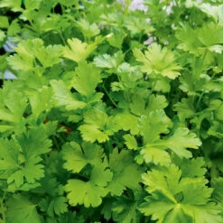 Organic Parsley Italian Plain Leaf