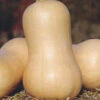 Organic Butternut Honeynut -Kingsseeds Store O6055 1 37b78719 bd1f 4154 98e7 3c17b3e2bb69