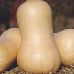 Organic Butternut Honeynut