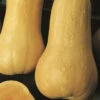 Organic Butternut Waltham 2 Organic Butternut Waltham -Kingsseeds Store O6056 1 af83a9ba dfc7 45b1 8641 aec0831ecb44
