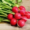 Organic Radish Cherrybelle