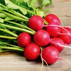 Organic Radish Cherrybelle