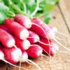 Organic Radish French Breakfast 2 Organic Radish French Breakfast -Kingsseeds Store O6061 1 fdafb219 2424 476c a709 8f9b796f89d3