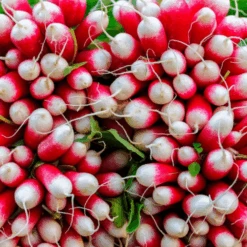 Organic Radish French Breakfast -Kingsseeds Store O6061 2