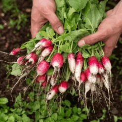Organic Radish French Breakfast -Kingsseeds Store O6061 3