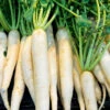 Organic Radish White Daikon -Kingsseeds Store O6063 1 48daea41 28d4 46e7 abf4 0f9b21008b11