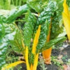 Organic Silverbeet Bright Yellow