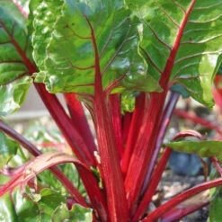 Organic Silverbeet Ruby Red