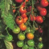 Organic Tomato Gardeners Delight -Kingsseeds Store O6073 1 968e100b 96a4 44d3 b440 e96a65c5b536