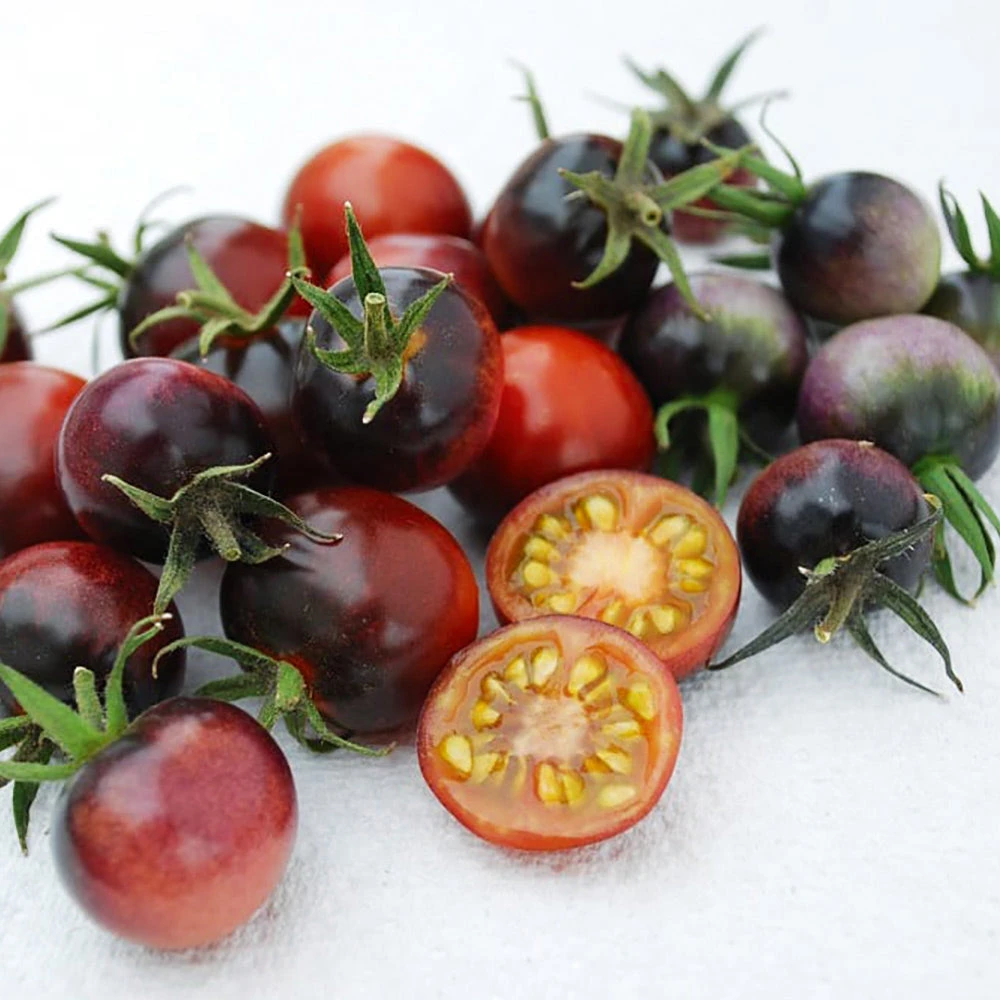 Organic Tomato Indigo Blue Berries 3 Organic Tomato Indigo Blue Berries