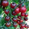 Organic Tomato Rosella -Kingsseeds Store O6075 1 eee7347c d016 4b5e be84 9cbf021902f3