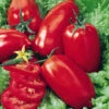 Organic Tomato Roma -Kingsseeds Store O6077 1 72195a20 f37f 43b7 89e1 60ee56f505d7