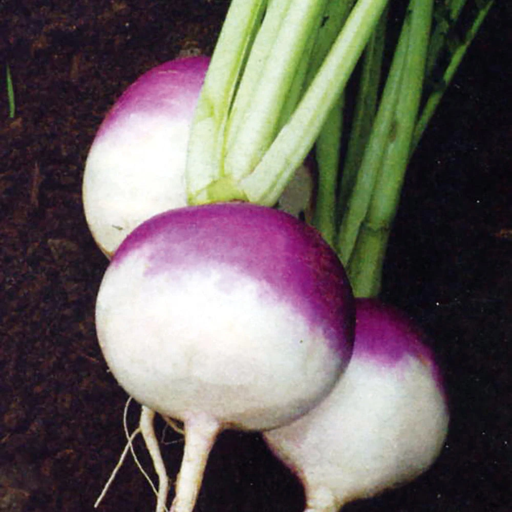 Turnip Milan Red Top 3 Turnip Milan Red Top