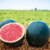 Organic Watermelon Sugar Baby -Kingsseeds Store O6080 1 9e7b4672 198d 4bb6 b61e afe8c9fc6562