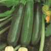 Organic Zucchini Black Beauty
