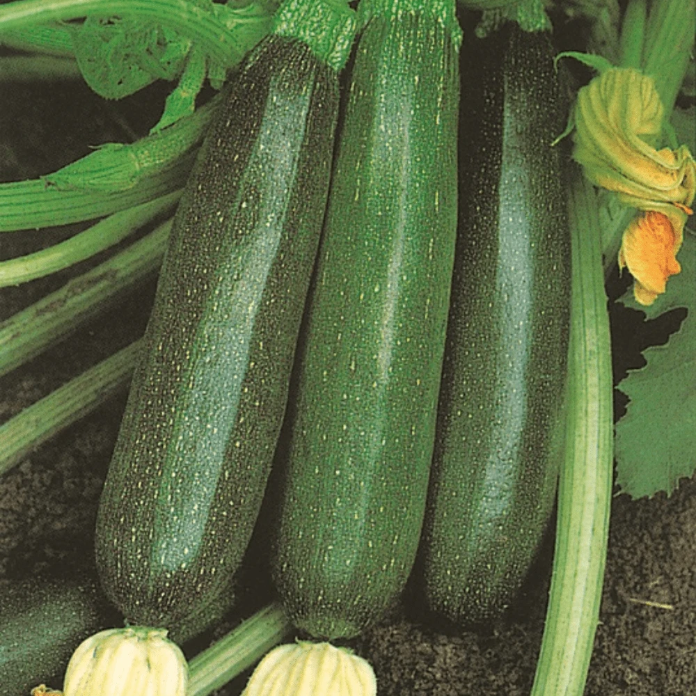 Organic Zucchini Black Beauty 3 Organic Zucchini Black Beauty