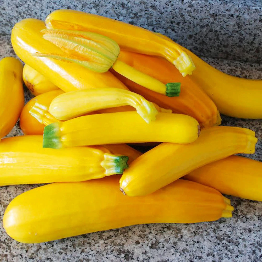 Organic Zucchini Summer Gold 3 Organic Zucchini Summer Gold