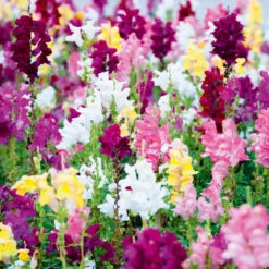 Organic Antirrhinum Bertrands Giant