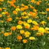 Organic Calendula Tall Double Mix 2 Organic Calendula Tall Double Mix -Kingsseeds Store O6085 1