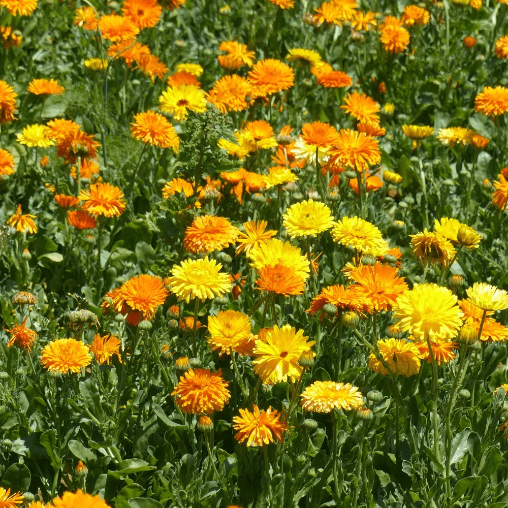 Organic Calendula Tall Double Mix 3 Organic Calendula Tall Double Mix