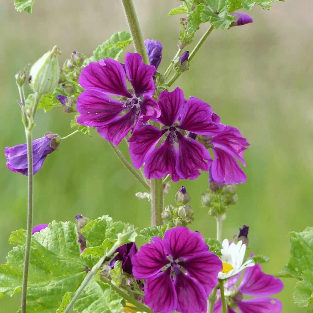 Organic Mallow Mauritiana 3 Organic Mallow Mauritiana