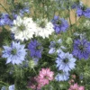 Organic Nigella Miss Jekyll Mix -Kingsseeds Store O6088 1