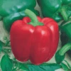 Organic Capsicum California Wonder Red -Kingsseeds Store O6091 1