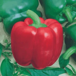 Organic Capsicum California Wonder Red