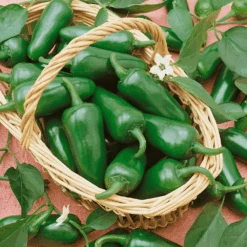 Organic Chilli Jalapeno Early