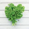 Organic Kale Westerland -Kingsseeds Store O6096 1 95a0e872 f31e 44ca 965c 7edfe9baa322