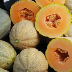 Organic Melon Pride Of Wisconsin