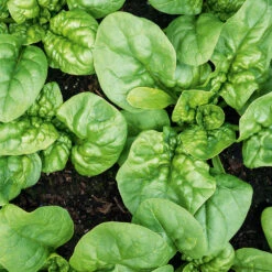 Organic Spinach Bloomsdale
