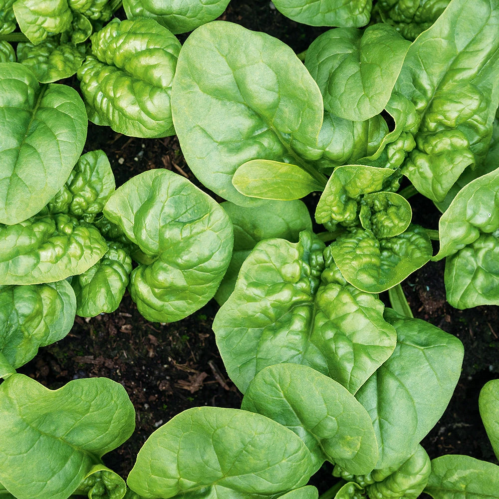 Organic Spinach Bloomsdale 3 Organic Spinach Bloomsdale