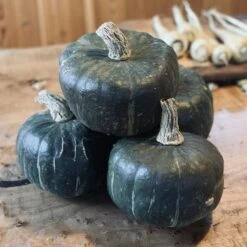 Organic Squash Burgess Buttercup