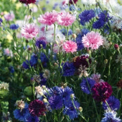 Organic Cornflower Mix